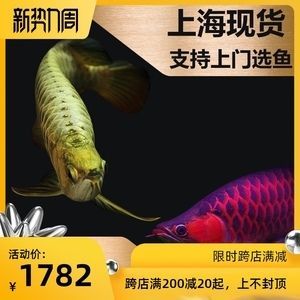 龍魚吃什么活魚好一點，龍魚可以吃的小魚種類比較多 龍魚吃什么活魚好一點，龍魚可以吃的小魚種類比較多 龍魚百科 第2張