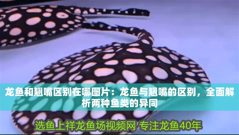 龍魚和翹嘴區別在哪圖片：龍魚與翹嘴的區別，全面解析兩種魚類的異同
