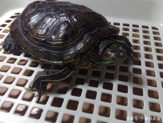 龍魚和翹嘴區別在哪圖片：龍魚與翹嘴的區別，全面解析兩種魚類的異同