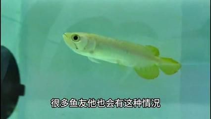 金龍魚苗怎么養(yǎng)【金龍魚苗怎么養(yǎng)金龍魚苗養(yǎng)殖方法】 金龍魚苗怎么養(yǎng)【金龍魚苗怎么養(yǎng)金龍魚苗養(yǎng)殖方法】 龍魚百科 第4張