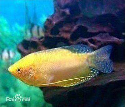黃曼龍魚好養嗎怎么養：黃曼龍魚好養嗎 黃曼龍魚好養嗎怎么養：黃曼龍魚好養嗎 龍魚百科 第3張