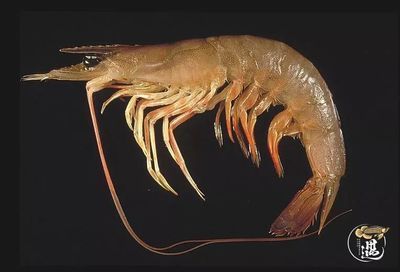 龍魚喂基圍蝦好嗎：龍魚喂養(yǎng)基圍蝦有什么優(yōu)缺點？ 龍魚喂基圍蝦好嗎：龍魚喂養(yǎng)基圍蝦有什么優(yōu)缺點？ 龍魚百科