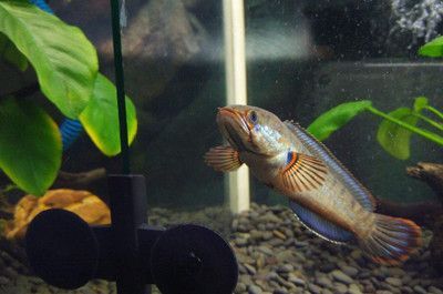 雷龍魚百科網站,關于雷龍魚的幾個百科網站 龍魚百科 第4張 雷龍魚百科網站,關于雷龍魚的幾個百科網站 雷龍魚百科網站,關于雷龍魚的幾個百科網站 龍魚百科 第4張