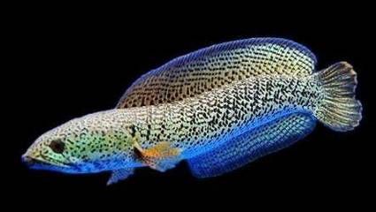 雷龍魚百科網站,關于雷龍魚的幾個百科網站 龍魚百科 第1張 雷龍魚百科網站,關于雷龍魚的幾個百科網站 雷龍魚百科網站,關于雷龍魚的幾個百科網站 龍魚百科 第1張