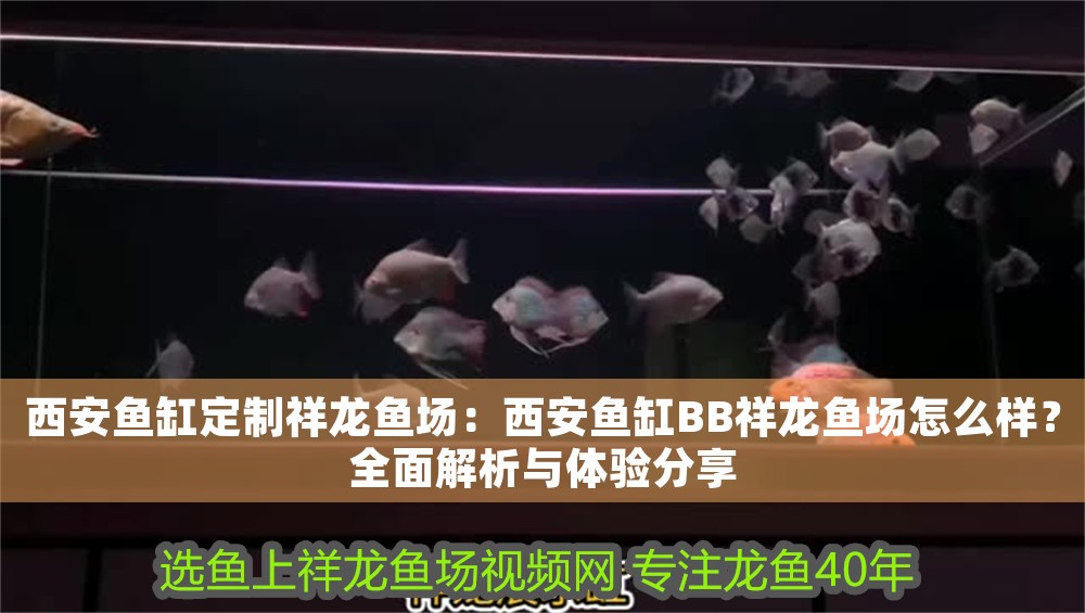 西安魚(yú)缸定制祥龍魚(yú)場(chǎng)：西安魚(yú)缸BB祥龍魚(yú)場(chǎng)怎么樣？全面解析與體驗(yàn)分享