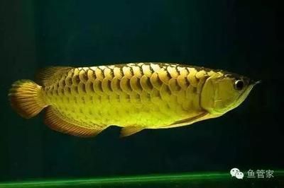 龍魚(yú)怎么訓(xùn)練才能長(zhǎng)大：如何判斷龍魚(yú)營(yíng)養(yǎng)均衡，龍魚(yú)混養(yǎng)注意事項(xiàng)，龍魚(yú)膽小怎么辦
