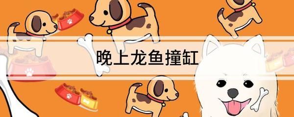 龍魚一到晚上就撞缸了：龍魚晚上撞缸嚴重怎么辦