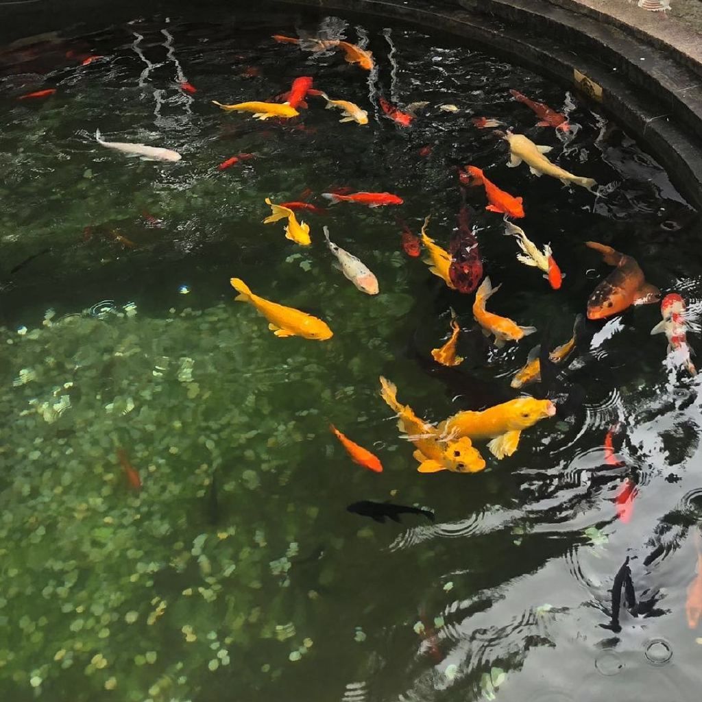 金龍魚日記300字【《金龍魚的一天》】