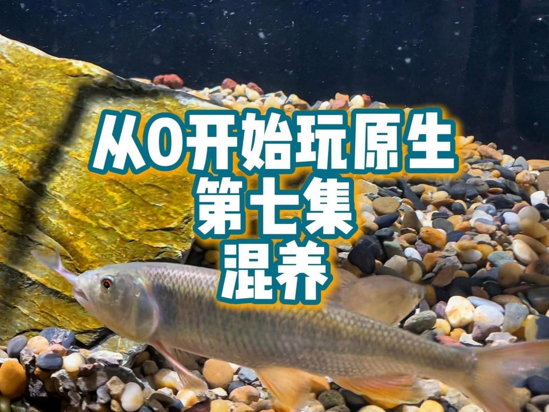 哪種混養方案最受歡迎？