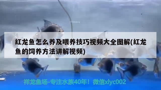小紅龍魚飼料喂養效果案例：小紅龍魚少食多餐喂養指南，促進小紅龍魚發色的飼料成分
