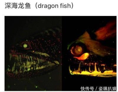龍魚害怕的表現是什么樣的呢 龍魚害怕的表現是什么樣的呢 龍魚百科