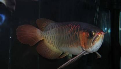 龍魚用土霉素治療的用量信息：龍魚用土霉素治療用量多少克龍魚用土霉素治療用量多少克