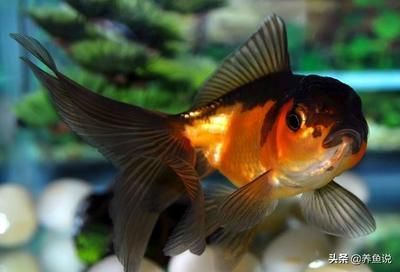 龍魚可以和普通金魚一起養嗎:龍魚可以和普通金魚一起養嗎? 龍魚百科 第2張 龍魚可以和普通金魚一起養嗎:龍魚可以和普通金魚一起養嗎? 龍魚可以和普通金魚一起養嗎:龍魚可以和普通金魚一起養嗎? 龍魚百科 第2張