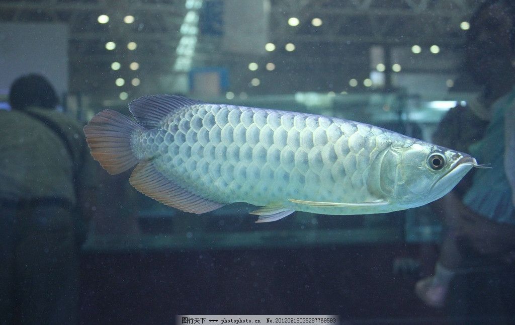 濟南龍魚展會（關于“濟南龍魚展會”的問題）