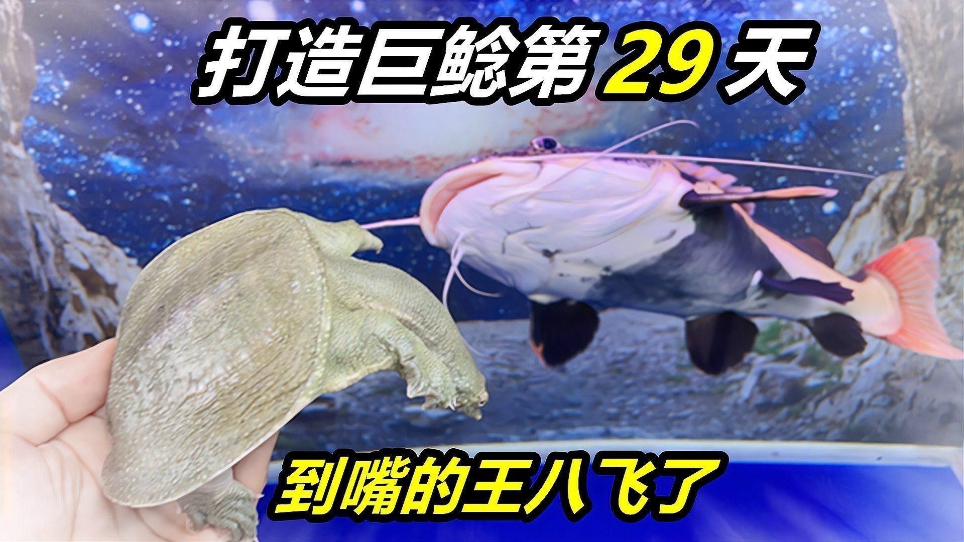 銀龍魚和招財貓魚能混養嗎