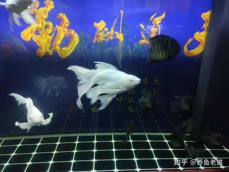 銀龍魚和招財貓魚能混養嗎