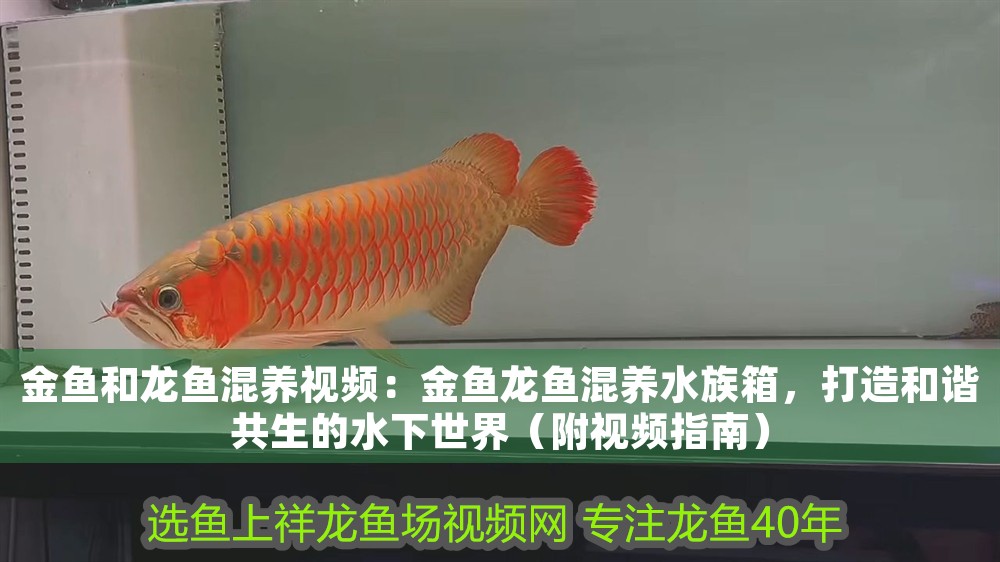 金魚和龍魚混養(yǎng)視頻：金魚龍魚混養(yǎng)水族箱，打造和諧共生的水下世界（附視頻指南）