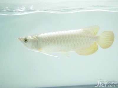 飼養白金金龍魚的注意事項：白金金龍魚的飼養方法