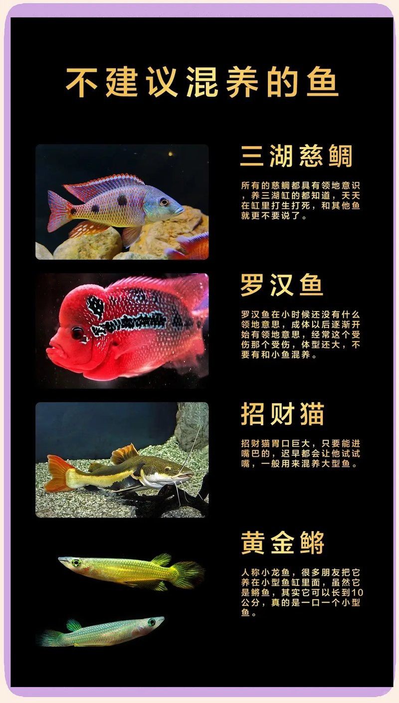 虎皮魚能和雷龍魚混養(yǎng)嗎 虎皮魚能和雷龍魚混養(yǎng)嗎 龍魚百科 第6張