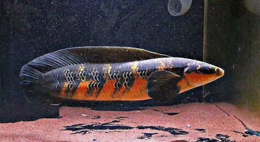 虎皮魚能和雷龍魚混養(yǎng)嗎 虎皮魚能和雷龍魚混養(yǎng)嗎 龍魚百科 第8張