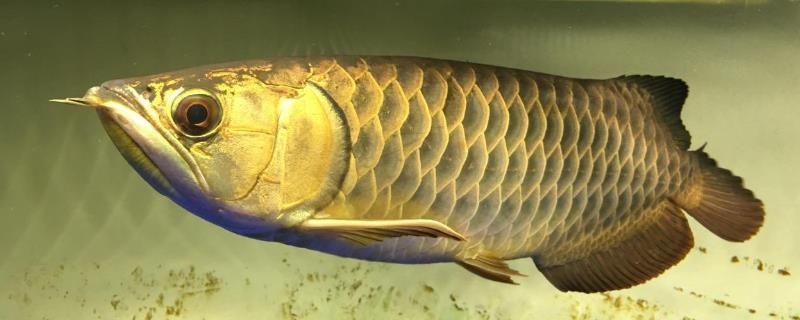 龍魚輕微掉眼怎么辦：龍魚輕微掉眼與水質關系探究龍魚專用眼罩使用指南