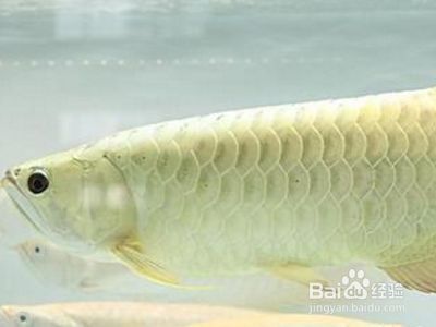 龍魚輕微掉眼怎么辦：龍魚輕微掉眼與水質關系探究龍魚專用眼罩使用指南