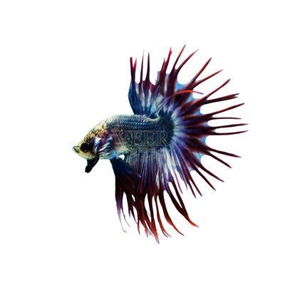 金龍魚多大開始上色：金龍魚發色過程
