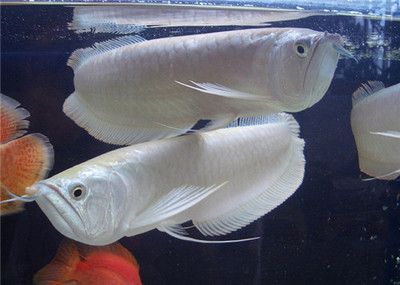 哪種銀龍魚好看，優質銀龍魚與金龍魚區別，銀龍魚與金龍魚區別