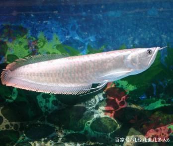 哪種銀龍魚好看，優質銀龍魚與金龍魚區別，銀龍魚與金龍魚區別