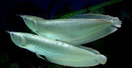 哪種銀龍魚好看，優質銀龍魚與金龍魚區別，銀龍魚與金龍魚區別