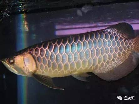 龍魚化石是保護品種：龍魚化石不是一個保護品種