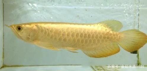 龍魚的外形特征是什么意思：龍魚的外形特征是什么意思龍魚的外形特征是什么意思 龍魚的外形特征是什么意思：龍魚的外形特征是什么意思龍魚的外形特征是什么意思 龍魚百科 第3張