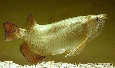龍魚產地外貌特征：古代神話中的“龍”，體型酷似古代神話中的“龍”