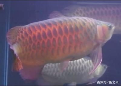 龍魚總是來(lái)回游很快（為什么龍魚總是來(lái)回游很快？） 龍魚總是來(lái)回游很快（為什么龍魚總是來(lái)回游很快？） 龍魚百科 第5張