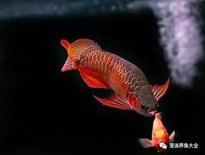 龍魚總是來(lái)回游很快（為什么龍魚總是來(lái)回游很快？） 龍魚總是來(lái)回游很快（為什么龍魚總是來(lái)回游很快？） 龍魚百科 第4張