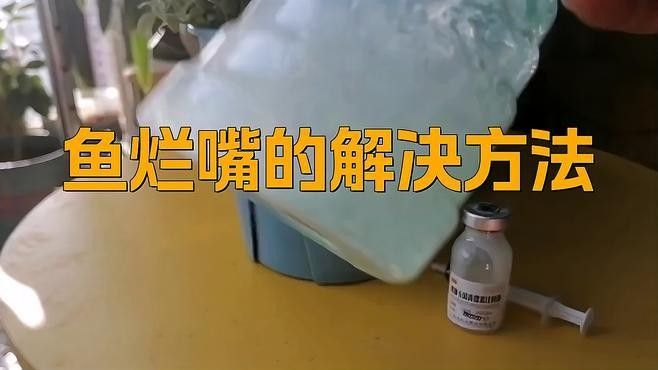 銀龍魚嘴巴撞爛了怎么辦啊 銀龍魚嘴巴撞爛了怎么辦啊 龍魚百科 第1張