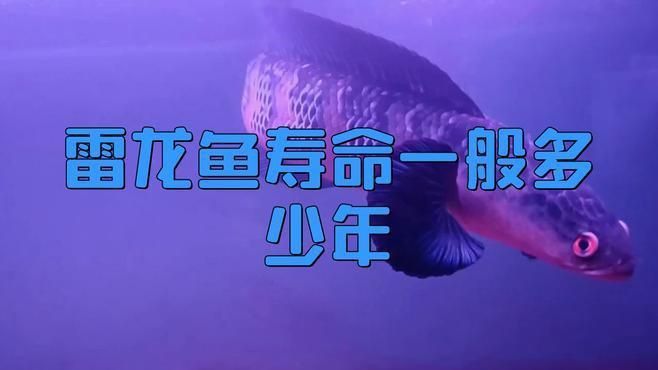 奶茶雷龍壽命