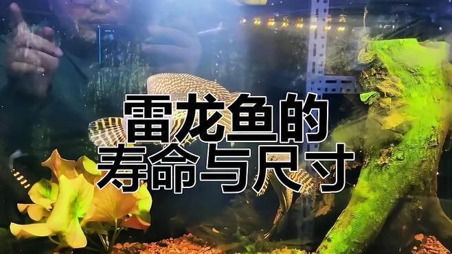 奶茶雷龍壽命