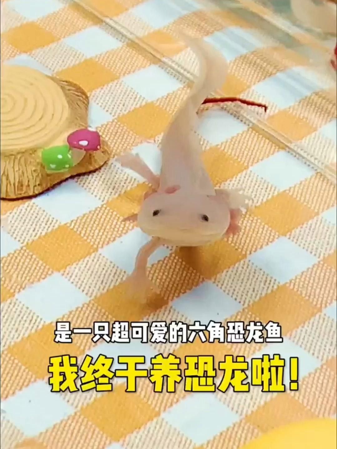 60厘米魚缸養(yǎng)恐龍魚需要多大數(shù)量 60厘米魚缸養(yǎng)恐龍魚需要多大數(shù)量 龍魚百科 第3張