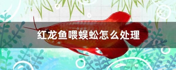 紅龍魚一直喂蝦行嗎（關(guān)于紅龍魚的問題） 紅龍魚一直喂蝦行嗎（關(guān)于紅龍魚的問題） 龍魚百科 第1張