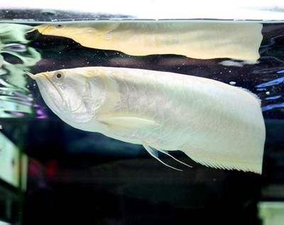 銀龍魚公的好還是母的好（公銀龍魚好還是母銀龍魚好？） 銀龍魚公的好還是母的好（公銀龍魚好還是母銀龍魚好？） 龍魚百科 第1張
