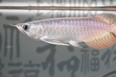 龍魚鱗片脫落：如何判斷龍魚鱗片脫落是否嚴(yán)重
