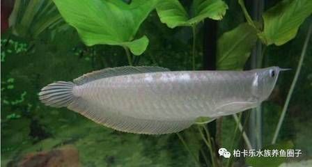 龍魚喜歡水草嗎（龍魚喜歡水草嗎，） 龍魚喜歡水草嗎（龍魚喜歡水草嗎，） 龍魚百科 第1張