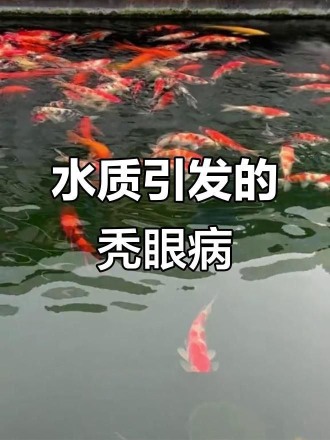 如何預防魚突眼病的發生？