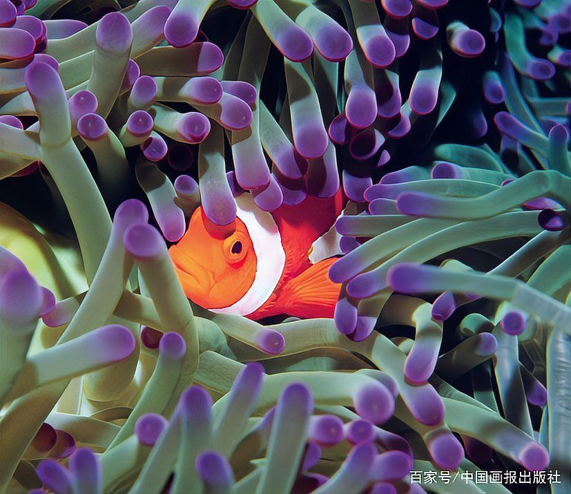 深海龍魚有哪些特殊防御機(jī)制？ 深海龍魚有哪些特殊防御機(jī)制？ 龍魚百科 第2張
