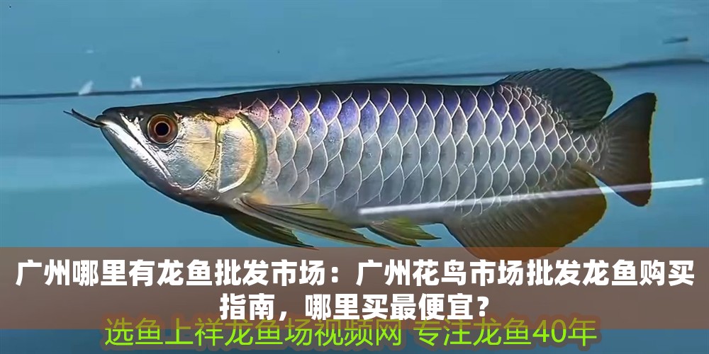 廣州哪里有龍魚批發市場:廣州花鳥市場批發龍魚購買指南,哪里買最便宜? 龍魚百科 第1張 廣州哪里有龍魚批發市場:廣州花鳥市場批發龍魚購買指南,哪里買最便宜? 廣州哪里有龍魚批發市場:廣州花鳥市場批發龍魚購買指南,哪里買最便宜? 龍魚百科 第1張