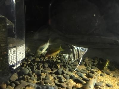 廣州哪里有龍魚批發市場:廣州花鳥市場批發龍魚購買指南,哪里買最便宜? 龍魚百科 第3張 廣州哪里有龍魚批發市場:廣州花鳥市場批發龍魚購買指南,哪里買最便宜? 廣州哪里有龍魚批發市場:廣州花鳥市場批發龍魚購買指南,哪里買最便宜? 龍魚百科 第3張