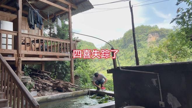 六角龍魚(yú)怎么繁殖