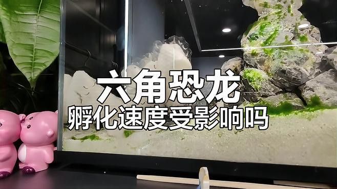 六角龍魚(yú)怎么繁殖