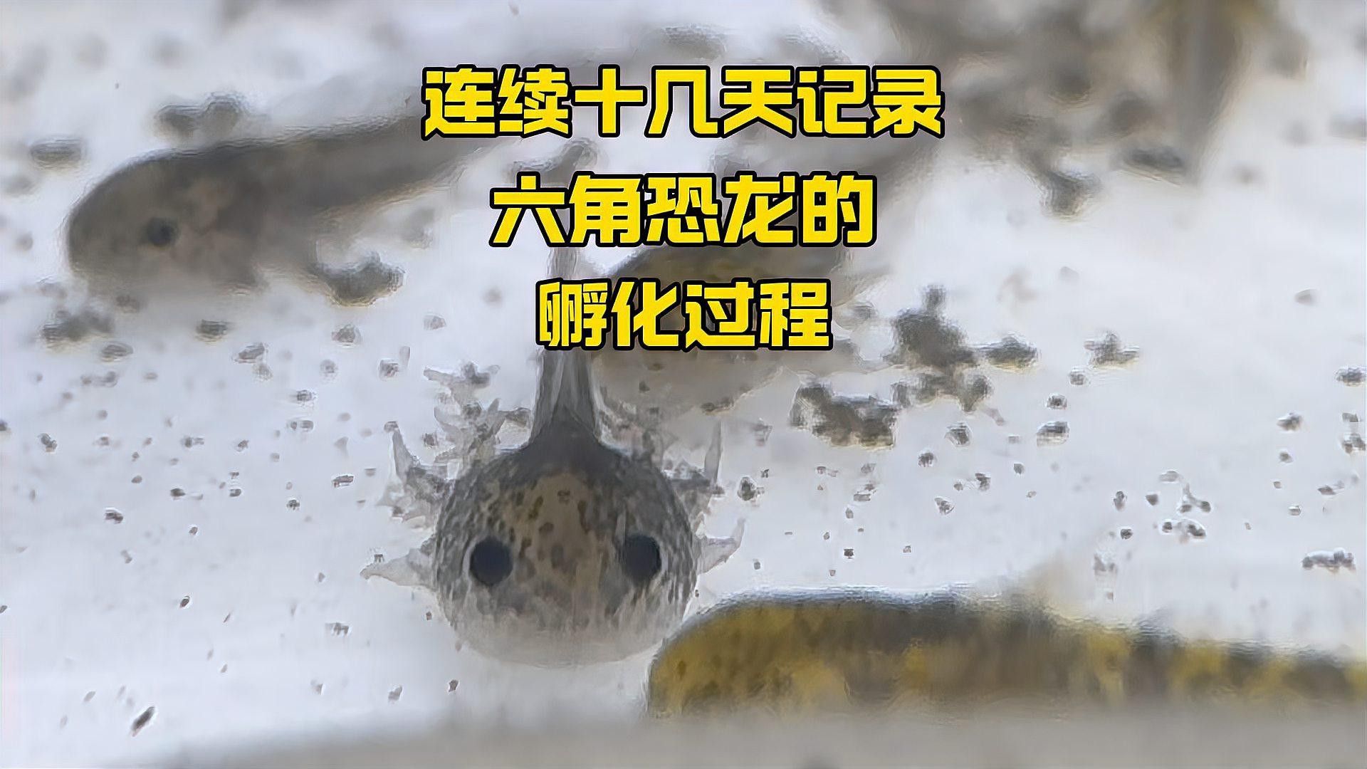 六角龍魚(yú)怎么繁殖
